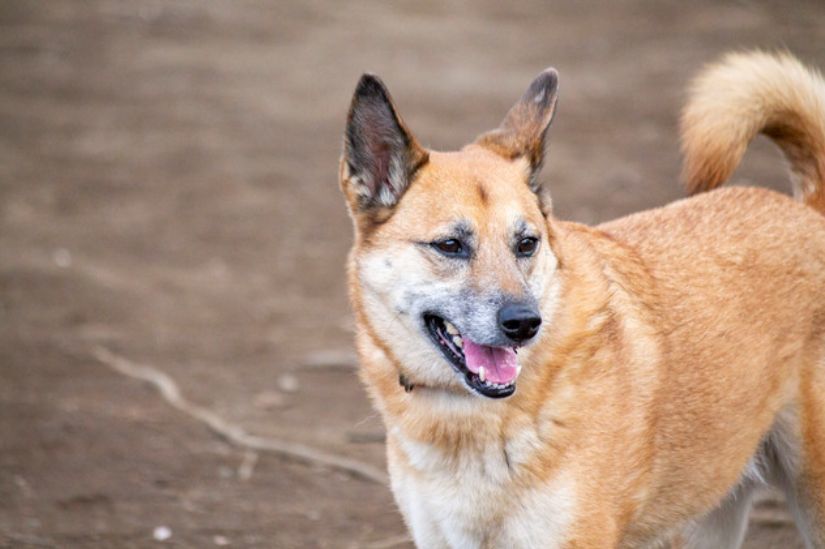 犬　保護活動　保護犬　譲渡