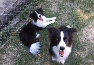 和歌山　ワンライフ　保護犬