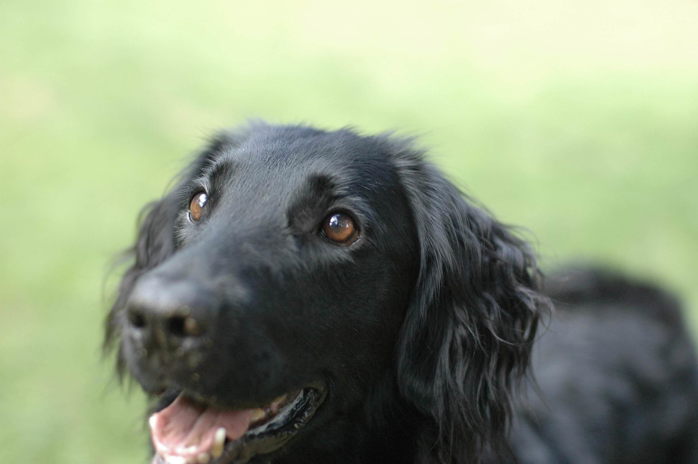 犬　保護活動　保護犬　譲渡